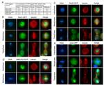 GFP Antibody in Immunocytochemistry (ICC/IF)