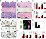 F4/80 Antibody in Immunohistochemistry (IHC)