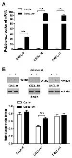 CXCL9 Antibody in Dot Blot (DB)