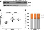 TNNI3K Antibody in Western Blot (WB)