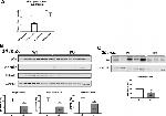 GAPDH Antibody in Western Blot (WB)