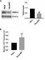 PRDX4 Antibody in Western Blot (WB)