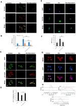 HMGB1 Antibody in Immunocytochemistry (ICC/IF)