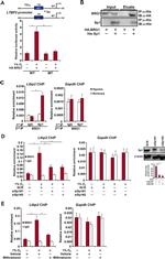 6x-His Tag Antibody in Immunoprecipitation (IP)