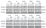 PMCA ATPase Antibody in Western Blot (WB)