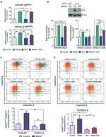 Glucocorticoid Receptor Antibody in Western Blot (WB)