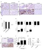 CD3e Antibody in Immunohistochemistry (IHC)