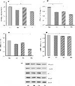 Claudin 1 Antibody in Western Blot (WB)