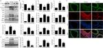 TGFBR1 Antibody in Western Blot (WB)