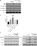 IL-1 beta Antibody in Western Blot (WB)