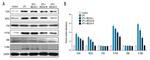 NOX2 Antibody in Western Blot (WB)