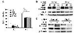 ATG7 Antibody in Western Blot (WB)