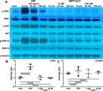 beta Tubulin Antibody in Western Blot (WB)