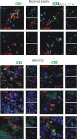CNR2 Antibody in Immunohistochemistry (IHC)