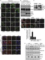 V5 Tag Antibody in Immunocytochemistry (ICC/IF)