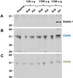 Flotillin 1 Antibody in Western Blot (WB)