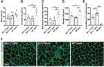 Dystrophin Antibody in Immunohistochemistry, Immunohistochemistry (PFA fixed) (IHC, IHC (PFA))