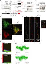 DYKDDDDK Tag Antibody in Immunocytochemistry (ICC/IF)