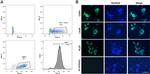 PLZF Antibody in Immunocytochemistry (ICC/IF)