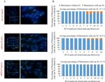 H3K27me3 Antibody in Immunocytochemistry (ICC/IF)