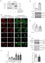 beta Actin Antibody in Western Blot (WB)