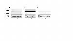 DKK1 Antibody in Western Blot (WB)