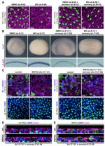 Cytokeratin 5 Antibody in Immunocytochemistry (ICC/IF)