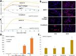 Activin A Antibody in Immunocytochemistry (ICC/IF)