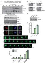 c-Cbl Antibody in Immunocytochemistry (ICC/IF)