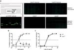 Dengue Virus Type 2 NS1 Antibody in ELISA (ELISA)