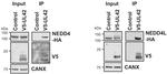 V5 Tag Antibody in Western Blot (WB)