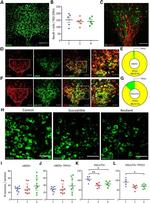 TPH2 Antibody in Immunohistochemistry (IHC)