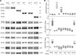 HA Tag Antibody in Western Blot (WB)