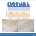 NSE Antibody in Immunohistochemistry, Immunohistochemistry (Paraffin) (IHC, IHC (P))