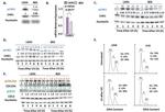 Cdc25A Antibody in Western Blot (WB)