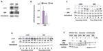 Phospho-XPA (Ser196) Antibody in Western Blot (WB)