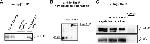 Phosphoserine/threonine/tyrosine Antibody in Western Blot, Immunoprecipitation (WB, IP)