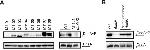 Phosphoserine/threonine/tyrosine Antibody in Western Blot, Immunoprecipitation (WB, IP)