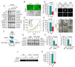 CHRNA9 Antibody in Immunohistochemistry (IHC)