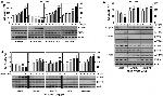 ATP Synthase gamma Antibody in Western Blot (WB)