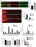 FITC Antibody in Immunohistochemistry, Immunohistochemistry (Frozen) (IHC, IHC (F))