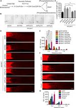 FITC Antibody in Immunohistochemistry (IHC)