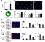 mCherry Antibody in Immunohistochemistry (IHC)