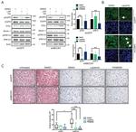 Actin Antibody in Western Blot (WB)