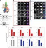 HEC1 Antibody in Immunohistochemistry (IHC)