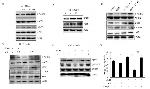 Phospho-AMPK alpha-1,2 (Thr183, Thr172) Antibody in Western Blot (WB)