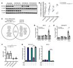 Bcl-2 Antibody in Flow Cytometry (Flow)