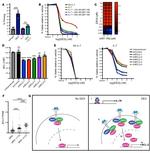 Bcl-2 Antibody in Flow Cytometry (Flow)