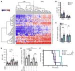 Bcl-2 Antibody in Flow Cytometry (Flow)