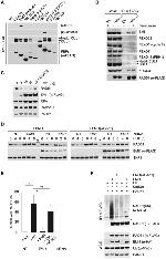 Cullin 1 Antibody in Western Blot (WB)